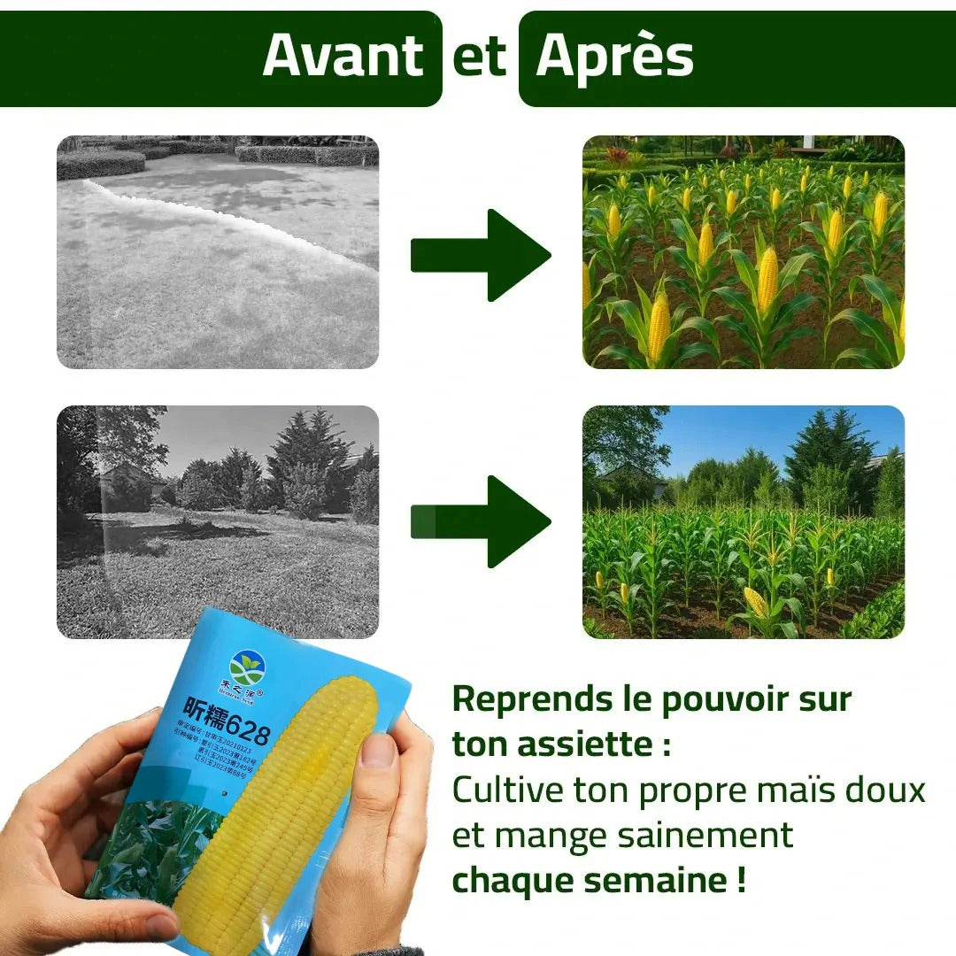 Maïs Doux Jaune Doré