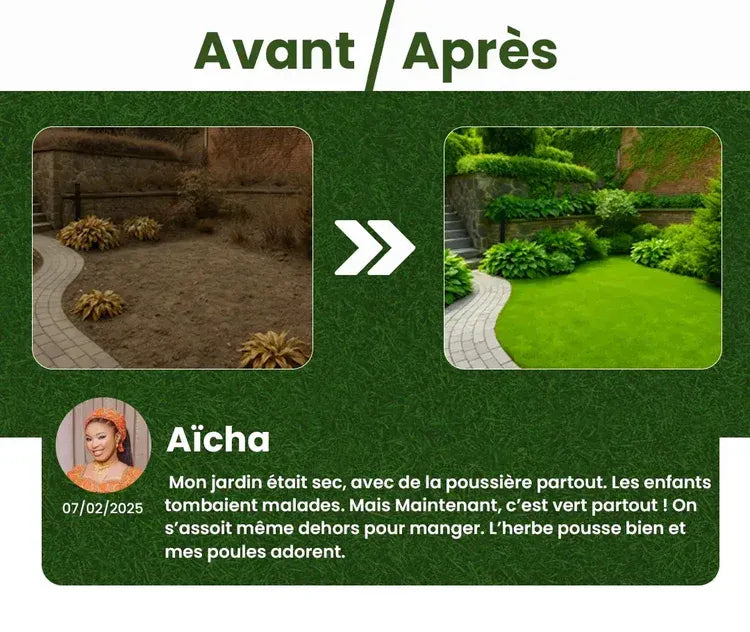 Grain d'herbe hybrides