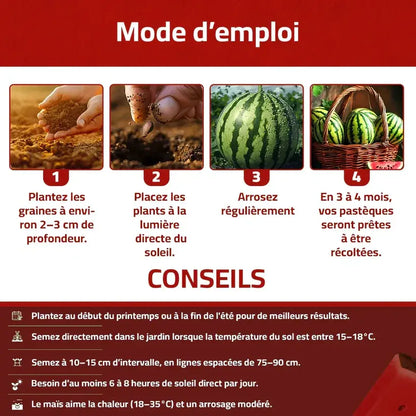 Graines de Pastèque naturelles