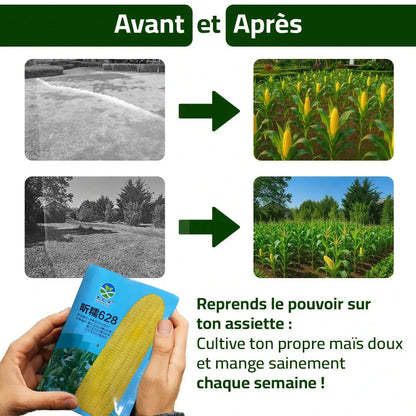 Maïs Doux Jaune Doré