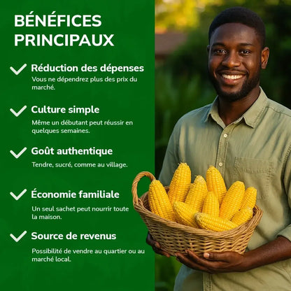 Maïs Doux Jaune Doré