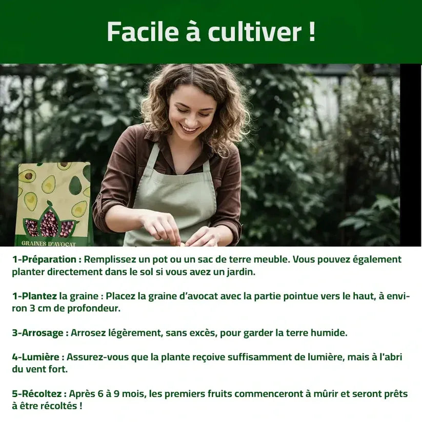 Graines d’Avocat