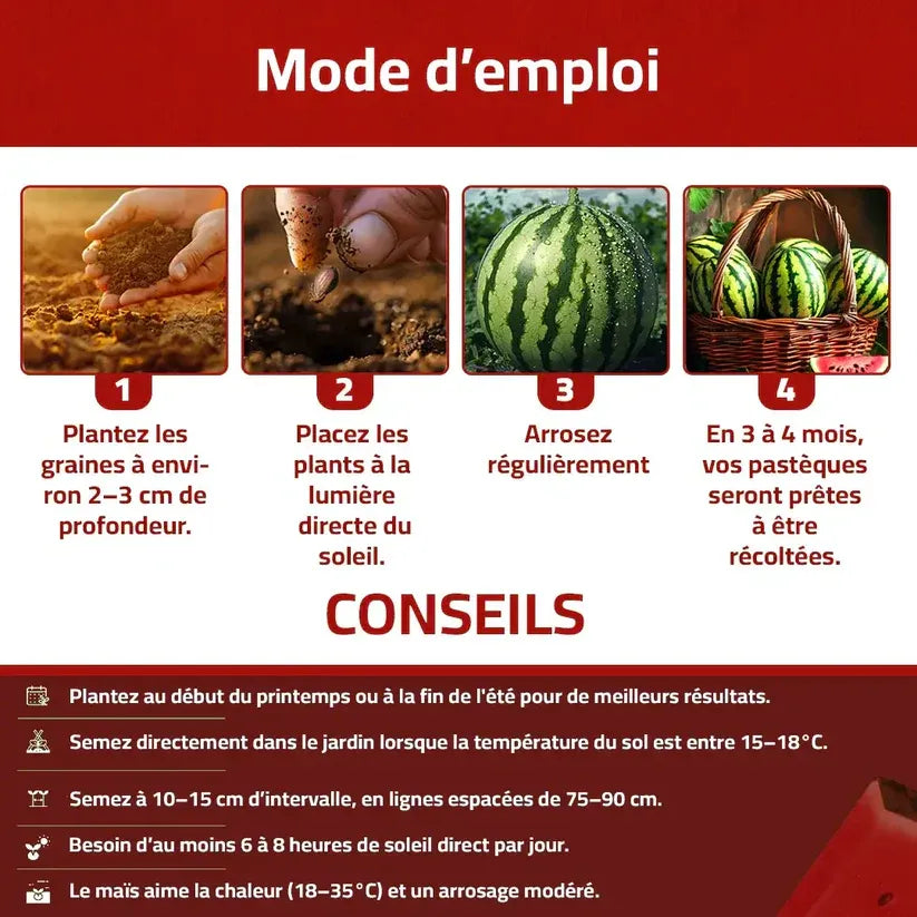 Graines de Pastèque naturelles