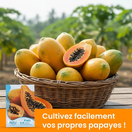 Graines de Papaye Bio