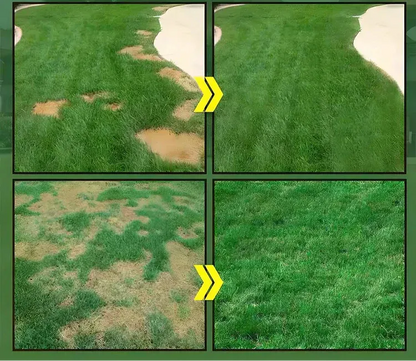 Grain d'herbe hybrides