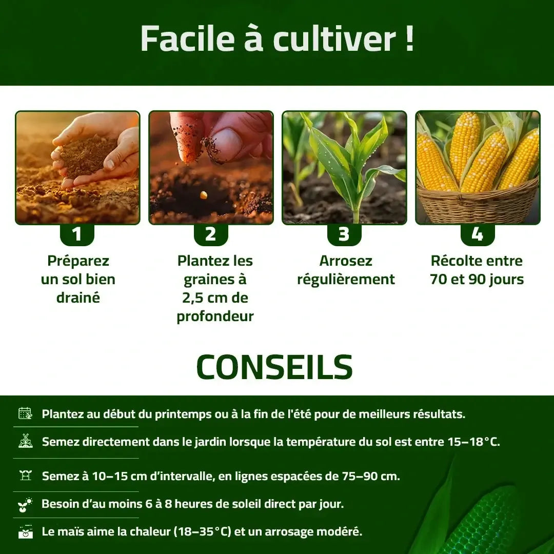 Maïs Doux Jaune Doré