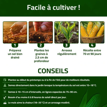 Maïs Doux Jaune Doré
