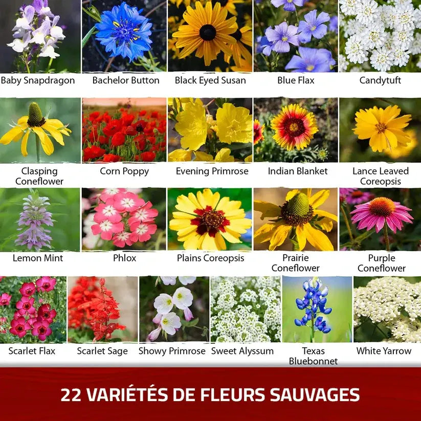 Graines de Roses Grimpantes Élégantes