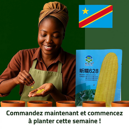 Maïs Doux Jaune Doré