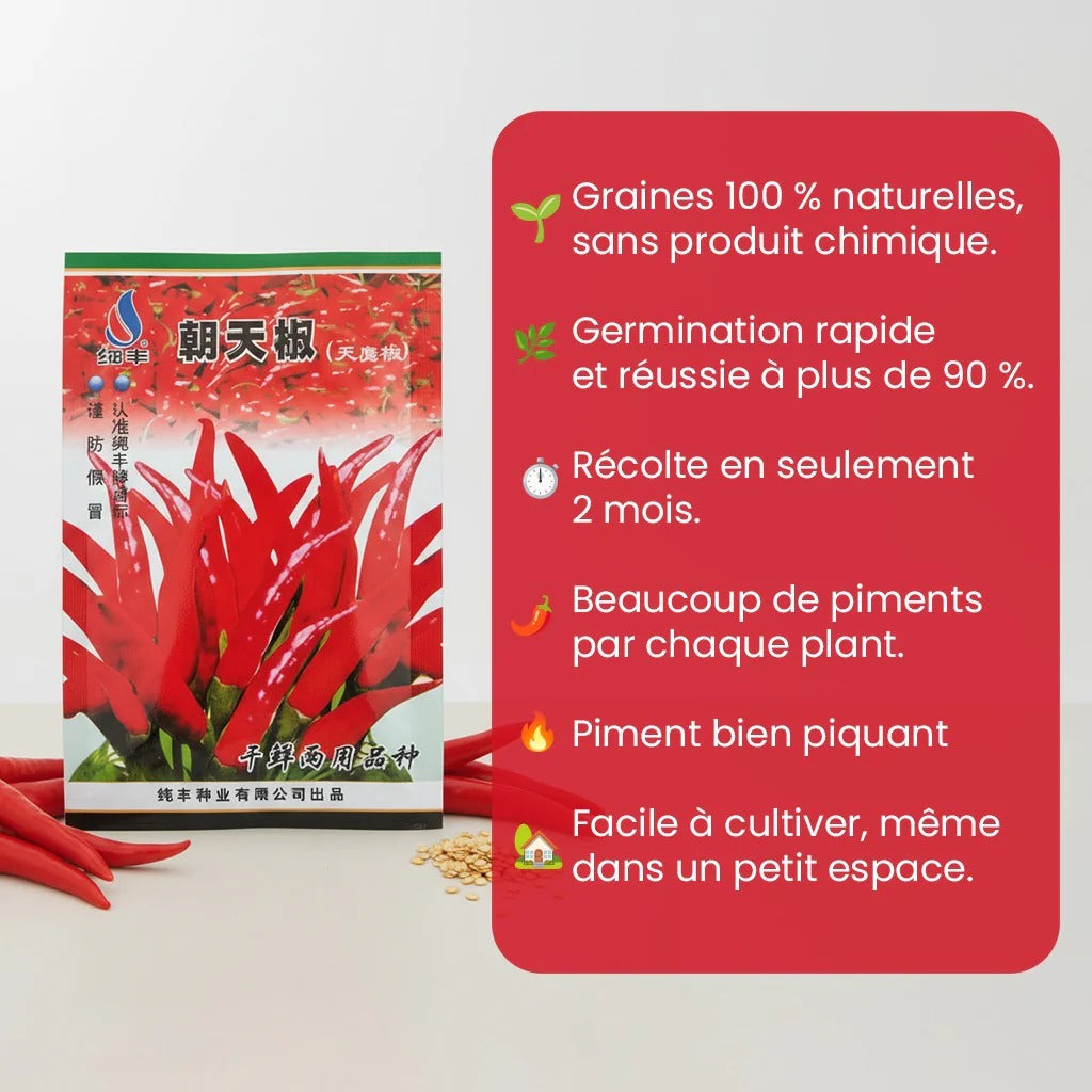 Graines de piment Bio
