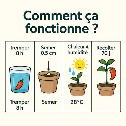 Graines de piment Bio